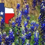 Is It Illegal to Pick Bluebonnets in Texas