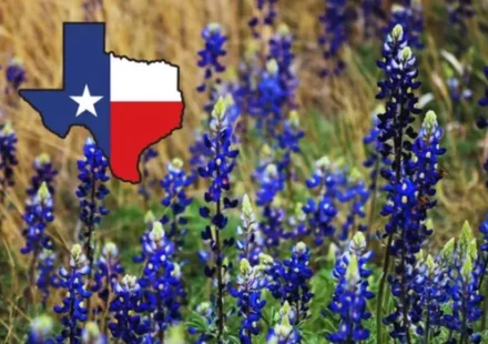 Is It Illegal to Pick Bluebonnets in Texas