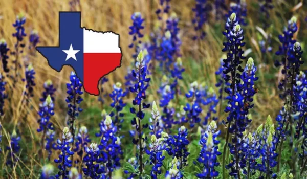 Is It Illegal to Pick Bluebonnets in Texas