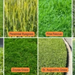 Best Grass Types
