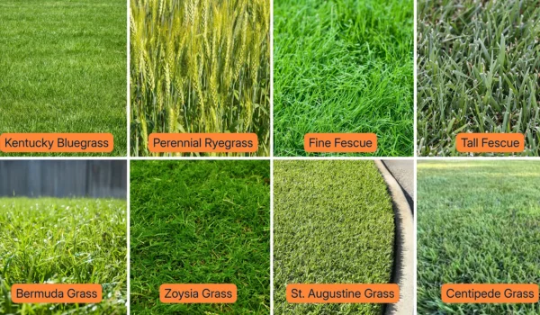 Best Grass Types