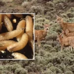 Deadly flesh-eating parasite discovered in Texas