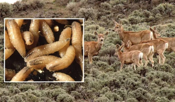 Deadly flesh-eating parasite discovered in Texas
